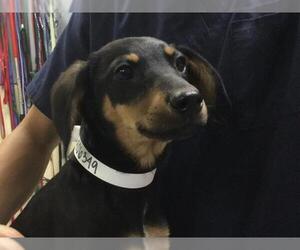 Miniature Pinscher Dogs for adoption in Riverside, CA, USA