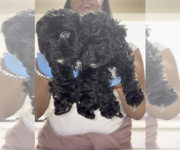 Medium Photo #3 Maltipoo (Toy) Puppy For Sale in BURLINGAME, CA, USA