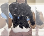 Small #2 Maltipoo (Toy)