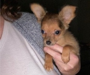 Chihuahua Puppy for sale in SALT LAKE CITY, UT, USA