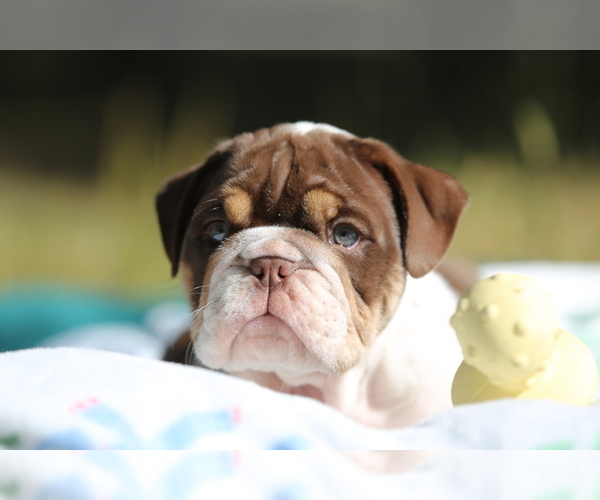 Medium Photo #13 Bulldog Puppy For Sale in MONUMENT, CO, USA