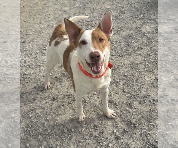 Medium Photo #1 Bull Terrier-Unknown Mix Puppy For Sale in Evansville, IN, USA