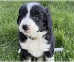 Small #2 Bernedoodle