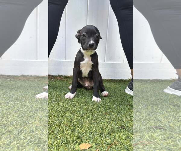 Medium Photo #1 Boxer-Unknown Mix Puppy For Sale in Pompano Beach , FL, USA