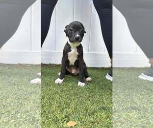 Boxer-Unknown Mix Dogs for adoption in Pompano Beach , FL, USA