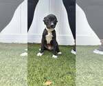 Small Boxer Mix