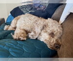 Small #3 Poodle (Toy) Mix