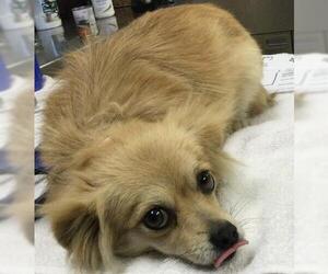 Chihuahua Dogs for adoption in Riverside, CA, USA