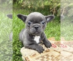 Small #1 French Bulldog