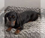 Small #7 Dachshund