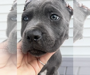 Cane Corso Puppy for sale in JOLIET, IL, USA