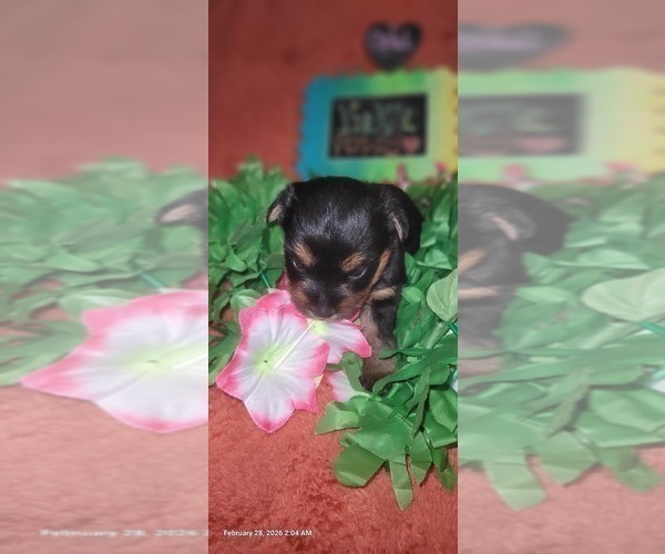 Medium Photo #100 Yorkshire Terrier Puppy For Sale in AKRON, OH, USA