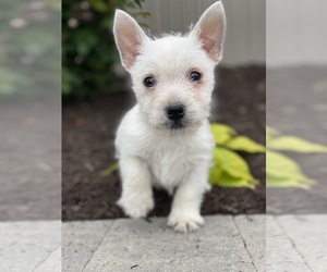 West Highland White Terrier Puppy for sale in CANOGA, NY, USA
