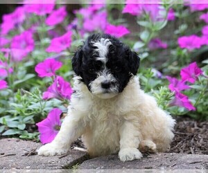 Poodle (Miniature)-Portuguese Water Dog Mix Puppy for sale in FREDERICKSBG, OH, USA