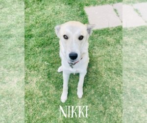 Siberian Husky-Unknown Mix Dogs for adoption in Carrollton, TX, USA
