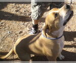 Small #1 American Pit Bull Terrier-Bull Terrier Mix