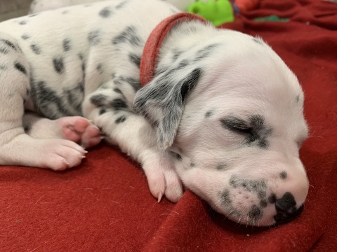 Medium Photo #4 Dalmatian Puppy For Sale in CAMBRIA, VA, USA