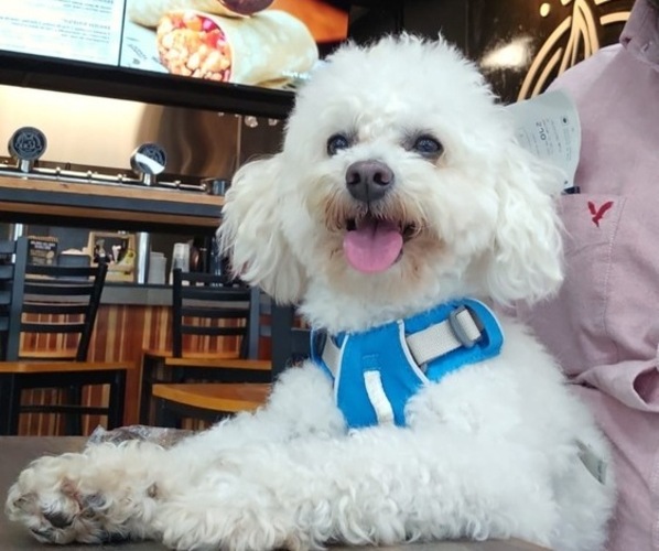 Medium Photo #1 Poodle (Miniature) Puppy For Sale in CARROLLTON, TX, USA