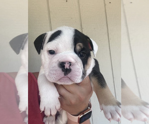 English Bulldog Puppy for sale in EUGENE, OR, USA