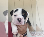 Small Photo #1 English Bulldog Puppy For Sale in EUGENE, OR, USA