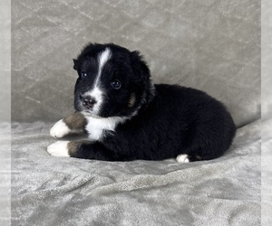 Medium Australian Shepherd