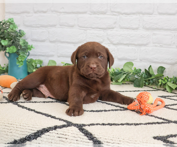 Medium Photo #2 Labrador Retriever Puppy For Sale in SYRACUSE, IN, USA