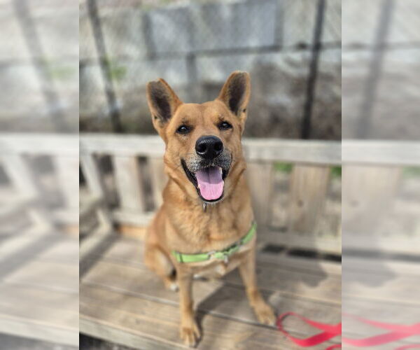 Medium Photo #24 Mutt Puppy For Sale in Elmsford, NY, USA