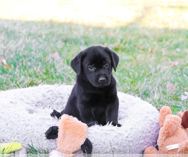 Medium Photo #1 Labrador Retriever Puppy For Sale in SYRACUSE, IN, USA