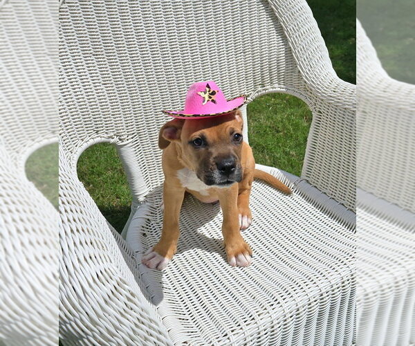 Medium Photo #2 Boxer-Unknown Mix Puppy For Sale in Austin, TX, USA