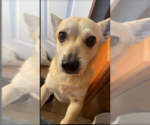 Small Photo #1 Chihuahua-Unknown Mix Puppy For Sale in Cranston, RI, USA