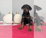 Small #9 Doberman Pinscher