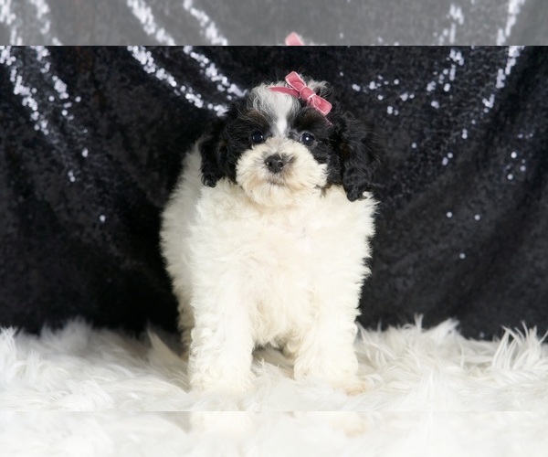Medium Photo #5 Poodle (Miniature) Puppy For Sale in WARSAW, IN, USA