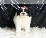 Small #4 Poodle (Miniature)