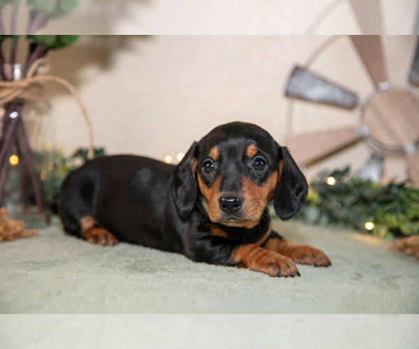 Medium Photo #17 Dachshund Puppy For Sale in NAPPANEE, IN, USA
