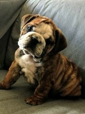 English Bulldogge Puppy for sale in ANN ARBOR, MI, USA