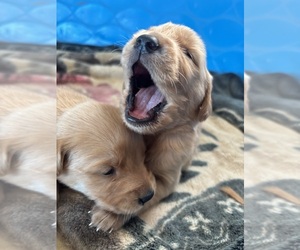 Golden Retriever Puppy for sale in CABAZON, CA, USA