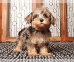 Image preview for Ad Listing. Nickname: Guppy