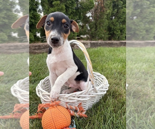 Medium Photo #3 Jack-Rat Terrier Puppy For Sale in MIDDLEBURY, IN, USA