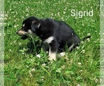 Puppy Sigrid French Bulldog