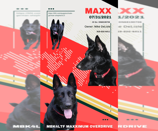 Medium Photo #1 German Shepherd Dog Puppy For Sale in WARRENTON, NC, USA