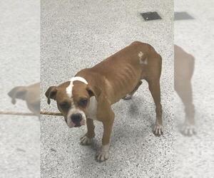 Boxer-Unknown Mix Dogs for adoption in Conroe, TX, USA