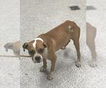Small Boxer Mix