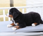 Small Photo #2 Bernese Mountain Dog Puppy For Sale in SHILOH, OH, USA