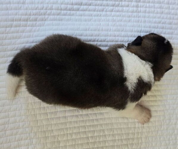 Medium Photo #2 Akita Puppy For Sale in STRAFFORD, MO, USA