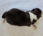 Small #1 Akita