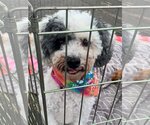 Small Photo #1 Poodle (Miniature) Puppy For Sale in Sioux Falls, SD, USA