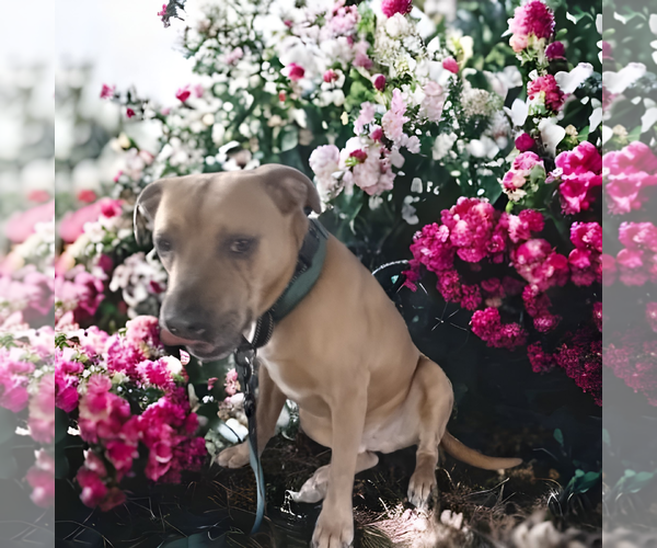 Medium Photo #5 American Staffordshire Terrier-Black Mouth Cur Mix Puppy For Sale in Orange Grove, TX, USA