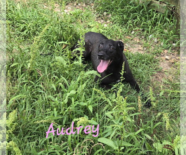 Medium Photo #1 Mutt Puppy For Sale in Jackson, MS, USA