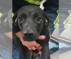 Catahoula Leopard Dog-Unknown Mix Dogs for adoption in Westminster, MD, USA