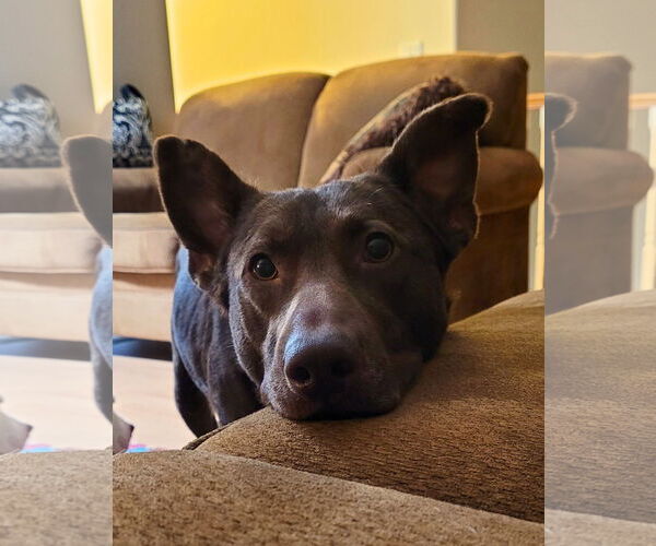 Medium Photo #6 Shepradors Puppy For Sale in Sequim, WA, USA